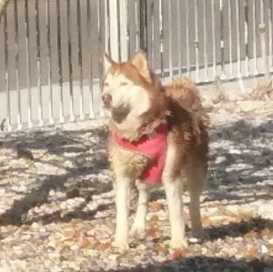 Meet your Posher, Rose